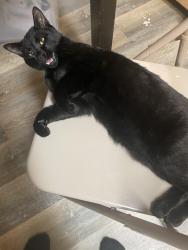 Lost Male Cat last seen Lincoln and Magnolia street, Anaheim, CA 92801