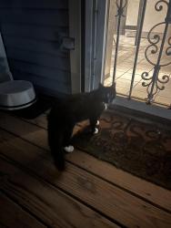 Found/Stray Unknown Cat last seen Monticello and Belden, Chicago, IL 60602