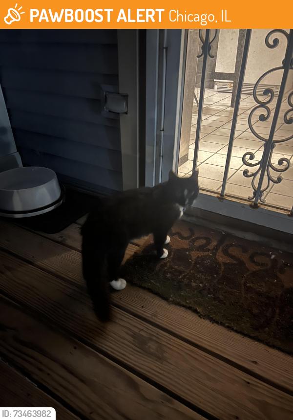 Found/Stray Unknown Cat last seen Monticello and Belden, Chicago, IL 60602