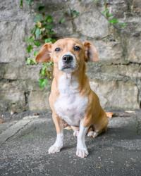 Reunited Female Dog last seen Near lower Fayetteville Rd, Sharpsburg, GA 30277