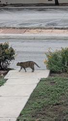 Found/Stray Unknown Cat last seen Pershing Elementary, San Antonio, TX 78208