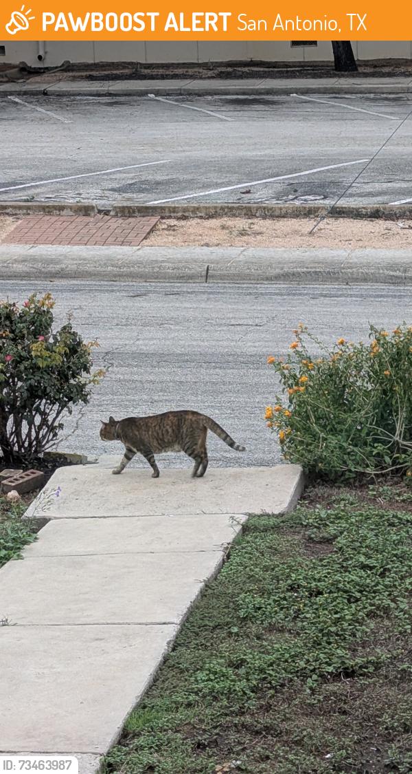 Found/Stray Unknown Cat last seen Pershing Elementary, San Antonio, TX 78208