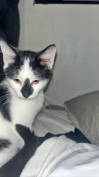 Lost Male Cat last seen Near Charles street Trealaw Cf402un, West Seneca, NY 14224