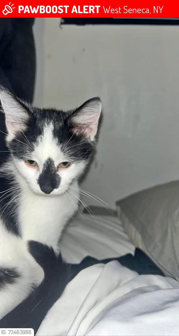 Lost Male Cat last seen Near Charles street Trealaw Cf402un, West Seneca, NY 14224