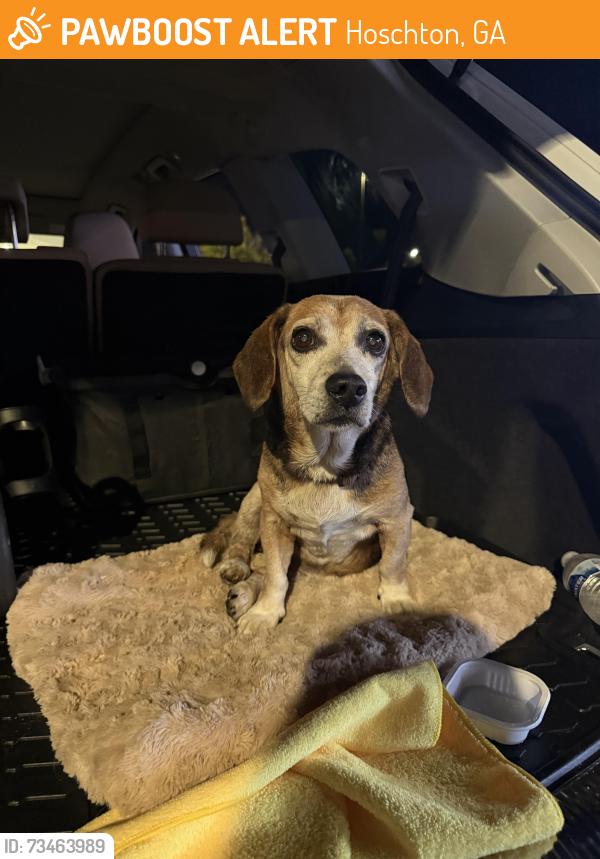 Found/Stray Female Dog last seen Dee kennedy, Hoschton, GA 30548