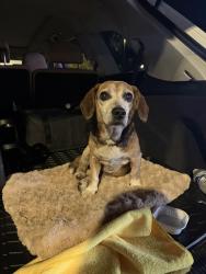 Found/Stray Female Dog last seen Dee kennedy, Hoschton, GA 30548