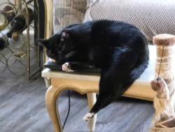 Lost Male Cat last seen Near Sylvester Ct, Rocky Point, NY, Rocky Point, NY 11778