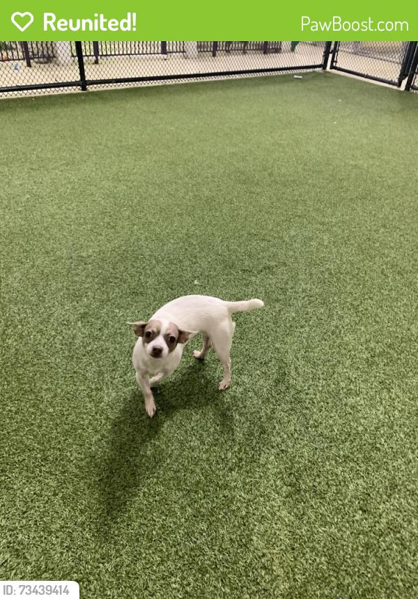 Reunited Female Dog last seen Near rockbridge rd Stone Mountain area, Stone Mountain, GA 30083