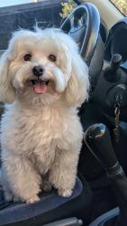 Lost Female Dog last seen Near TOM CHAPMAN BLVD APT 501 WARNER ROBINS, GA 31088-7856, Warner Robins, GA 31088