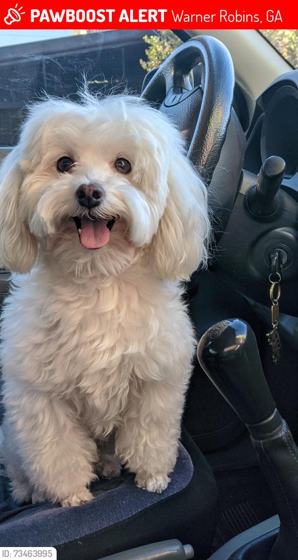Lost Female Dog last seen Near TOM CHAPMAN BLVD APT 501 WARNER ROBINS, GA 31088-7856, Warner Robins, GA 31088