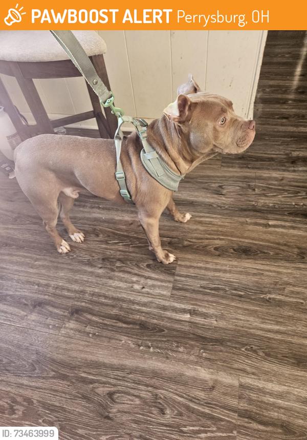 Found/Stray Male Dog last seen Near point rd, Perrysburg, OH 43551