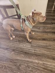 Found/Stray Male Dog last seen Near point rd, Perrysburg, OH 43551