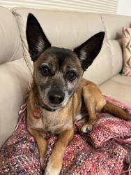 Reunited Male Dog last seen Behind Rheem Theater, Moraga, CA 94556