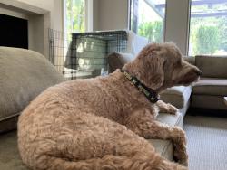 Reunited Male Dog last seen Farms road, Stamford, CT 06903