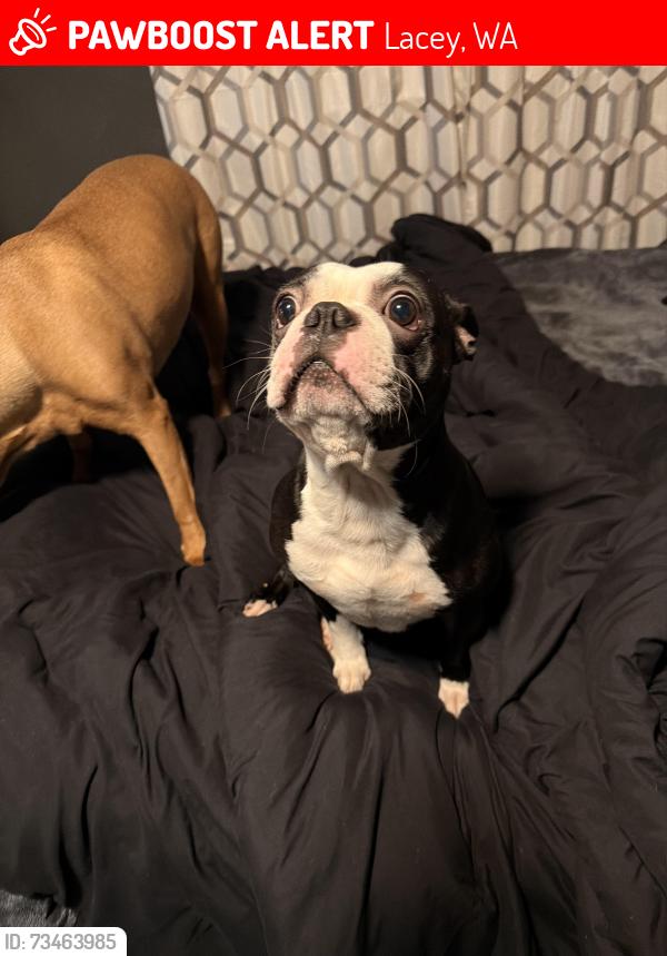 Lost Male Dog last seen Judd street, Lacey, WA 98503