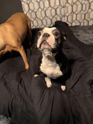 Lost Male Dog last seen Judd street, Lacey, WA 98503