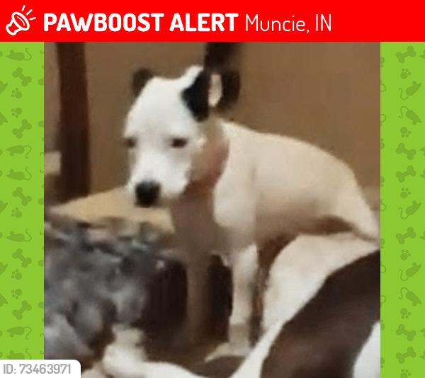 Lost Female Dog last seen Jefferson and myrtle, Muncie, IN 47305