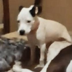 Lost Female Dog last seen Jefferson and myrtle, Muncie, IN 47305