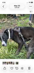 Lost Male Dog last seen Morrison dprings road, Chattanooga, TN 37415