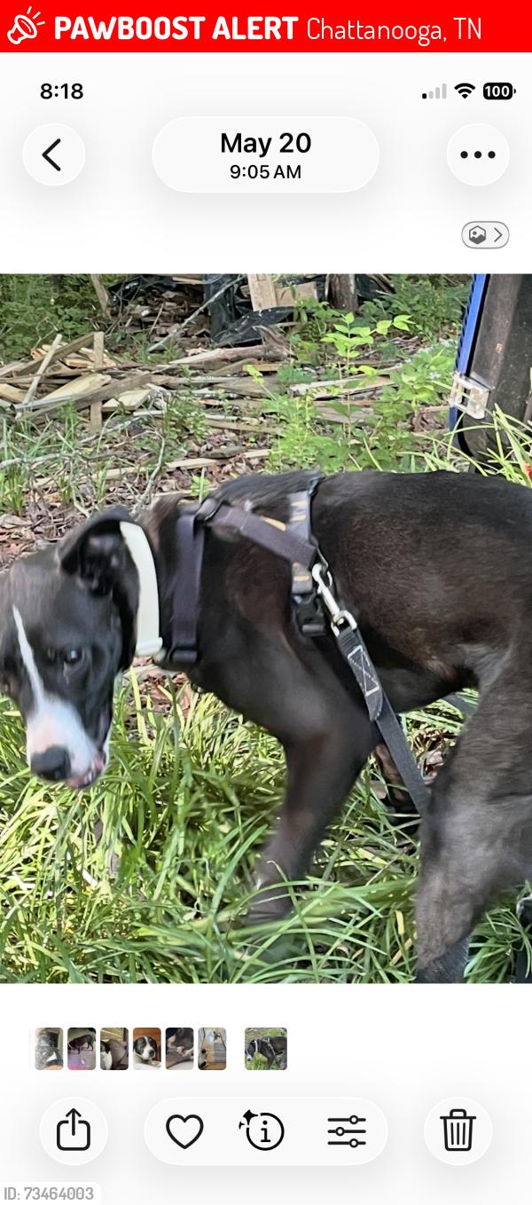 Lost Male Dog last seen Morrison dprings road, Chattanooga, TN 37415
