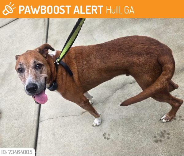 Found/Stray Male Dog last seen Spratlin Mill Subdivision, Hull, GA 30646