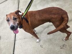 Found/Stray Male Dog last seen Spratlin Mill Subdivision, Hull, GA 30646