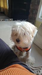 Reunited Unknown Dog last seen Artesian drive, Mississauga, ON 