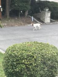 Found/Stray Unknown Dog last seen Bridge Rd, Charleston, WV 25314