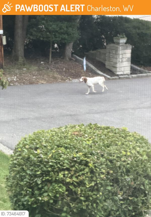 Found/Stray Unknown Dog last seen Bridge Rd, Charleston, WV 25314