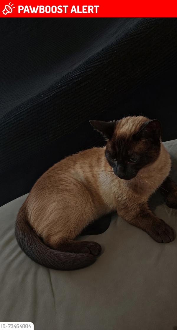 Lost Female Cat last seen Town Center, Swindon, England SN1 5JS