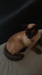 Lost Female Cat last seen Town Center, Swindon, England SN1 5JS
