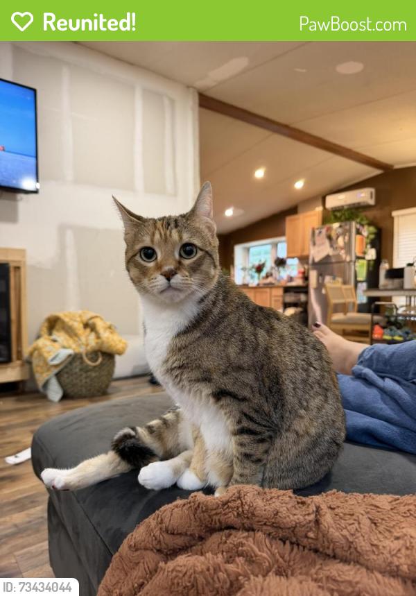 Reunited Female Cat last seen Dr Nichols, York, SC 29745