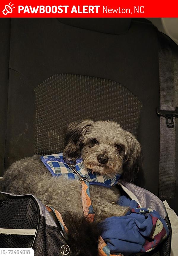 Lost Male Dog last seen Sait James church road, Newton, NC 28658