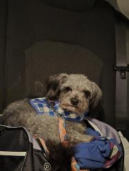Lost Male Dog last seen Sait James church road, Newton, NC 28658
