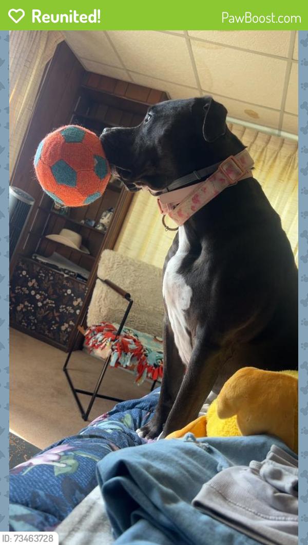 Reunited Female Dog last seen Route 21 & Green Valley Road, Carmichaels, PA 15320