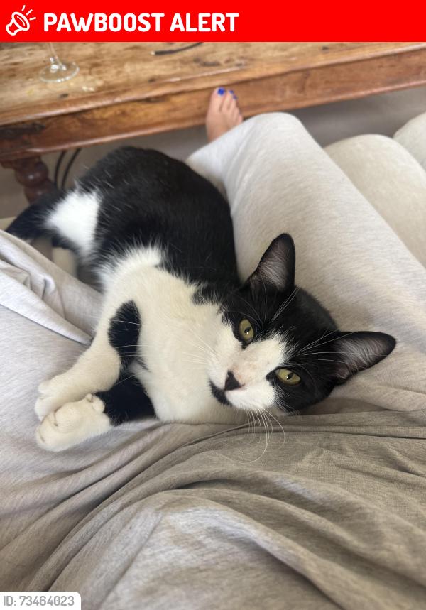Lost Male Cat last seen Station road, West Sussex, England 