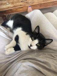 Lost Male Cat last seen Station road, West Sussex, England 