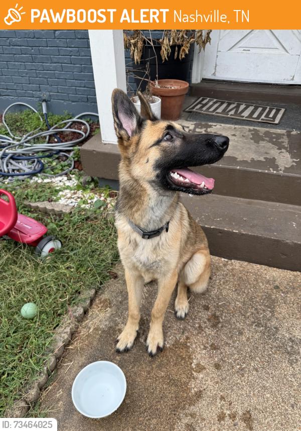 Found/Stray Male Dog last seen Elysian Fields, Nashville, TN 37211