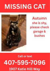 Lost Female Cat last seen Westover club, Windermere, FL 34786