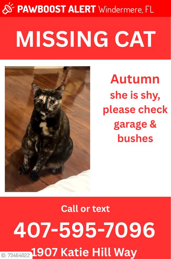 Lost Female Cat last seen Westover club, Windermere, FL 34786
