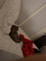 Reunited Female Cat last seen Charles Ct, Pickerington, OH 43147