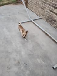 Found/Stray Male Dog last seen South Quaker Whataburger, Lubbock, TX 79423