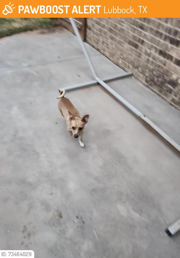 Found/Stray Male Dog last seen South Quaker Whataburger, Lubbock, TX 79423