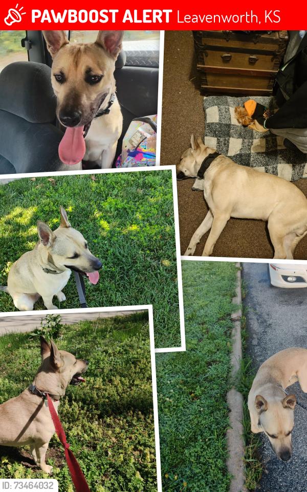 Lost Male Dog last seen 7th and Pottawatomie, Leavenworth, KS 66048
