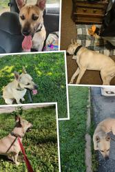 Lost Male Dog last seen 7th and Pottawatomie, Leavenworth, KS 66048