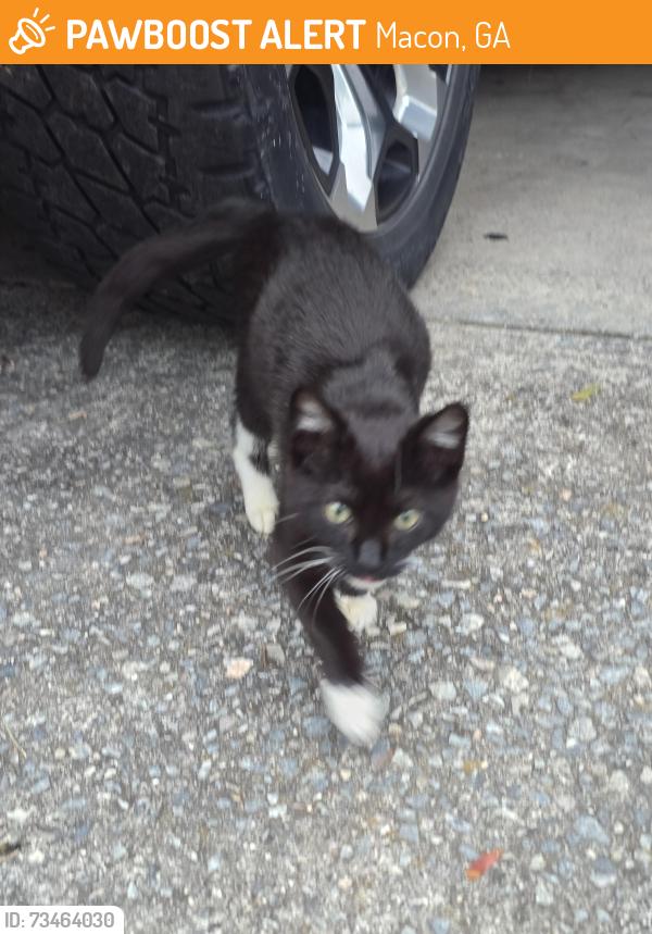 Found/Stray Female Cat last seen Pinedale Dr , Macon, Macon, GA 31206
