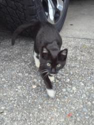 Found/Stray Female Cat last seen Pinedale Dr , Macon, Macon, GA 31206