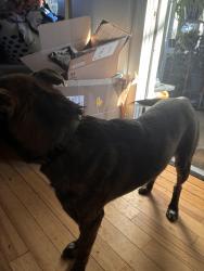 Found/Stray Male Dog last seen 36th & Michigan road, Indianapolis, IN 46208