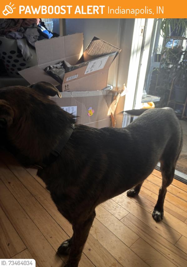 Found/Stray Male Dog last seen 36th & Michigan road, Indianapolis, IN 46208
