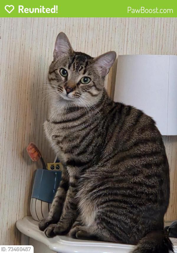 Reunited Male Cat last seen Meece Bridge Road, Greenville County, SC 29687
